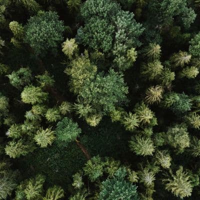 Natural carbon removal