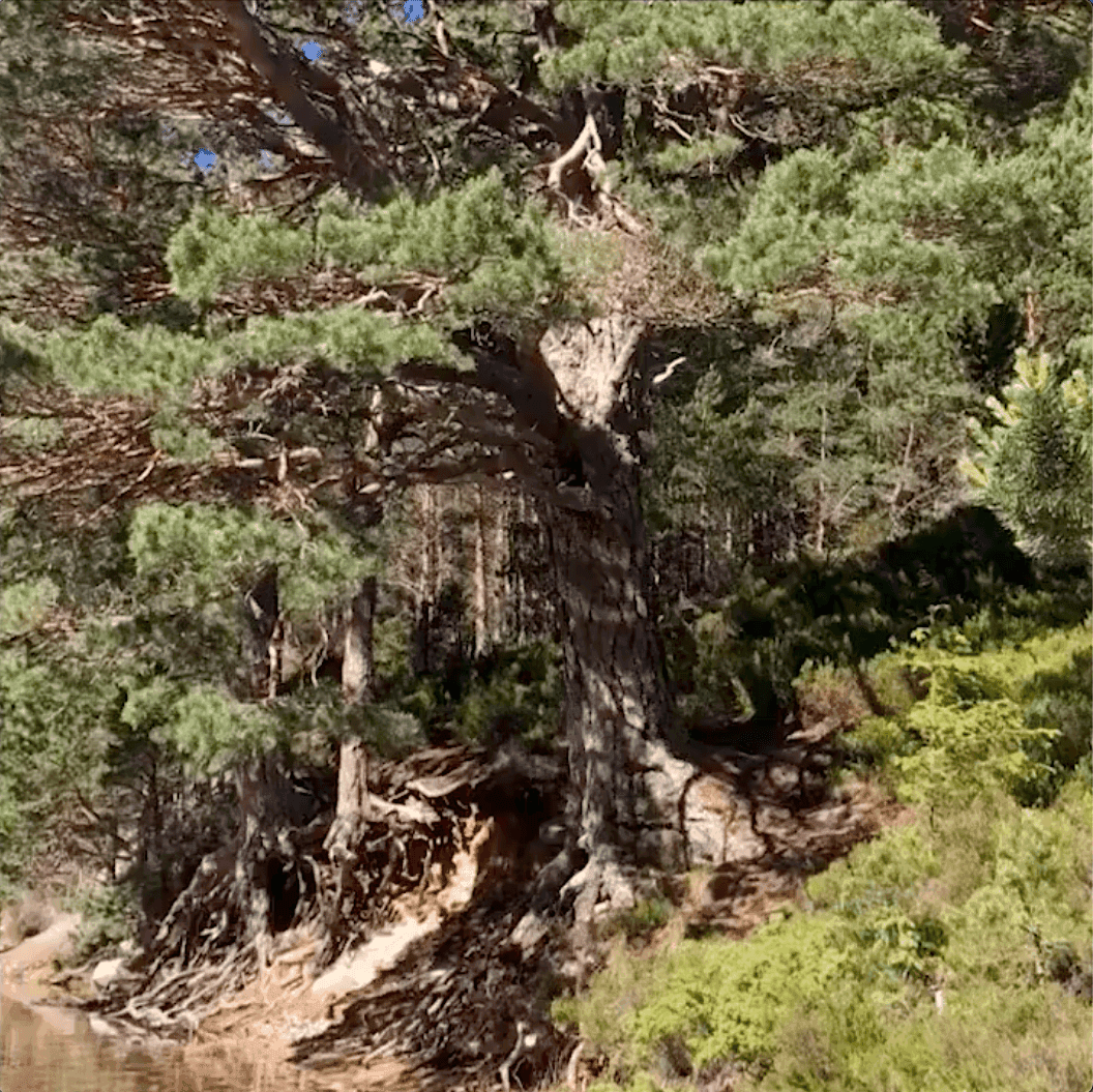 Natural regeneration